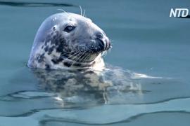 Слишком много тюленей: рыбаки в заливе Кейп-Код в США недовольны