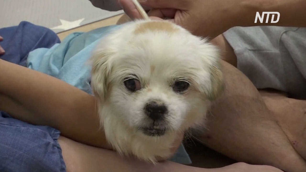 Ветеринарная скорая помощь: как в Гонконге помогают кошкам и собакам