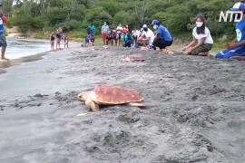 В Колумбии вырастили и выпустили в море 80 краснокнижных черепах