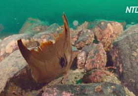 У берегов Шотландии нашли более 100 яиц вымирающих гладких скатов