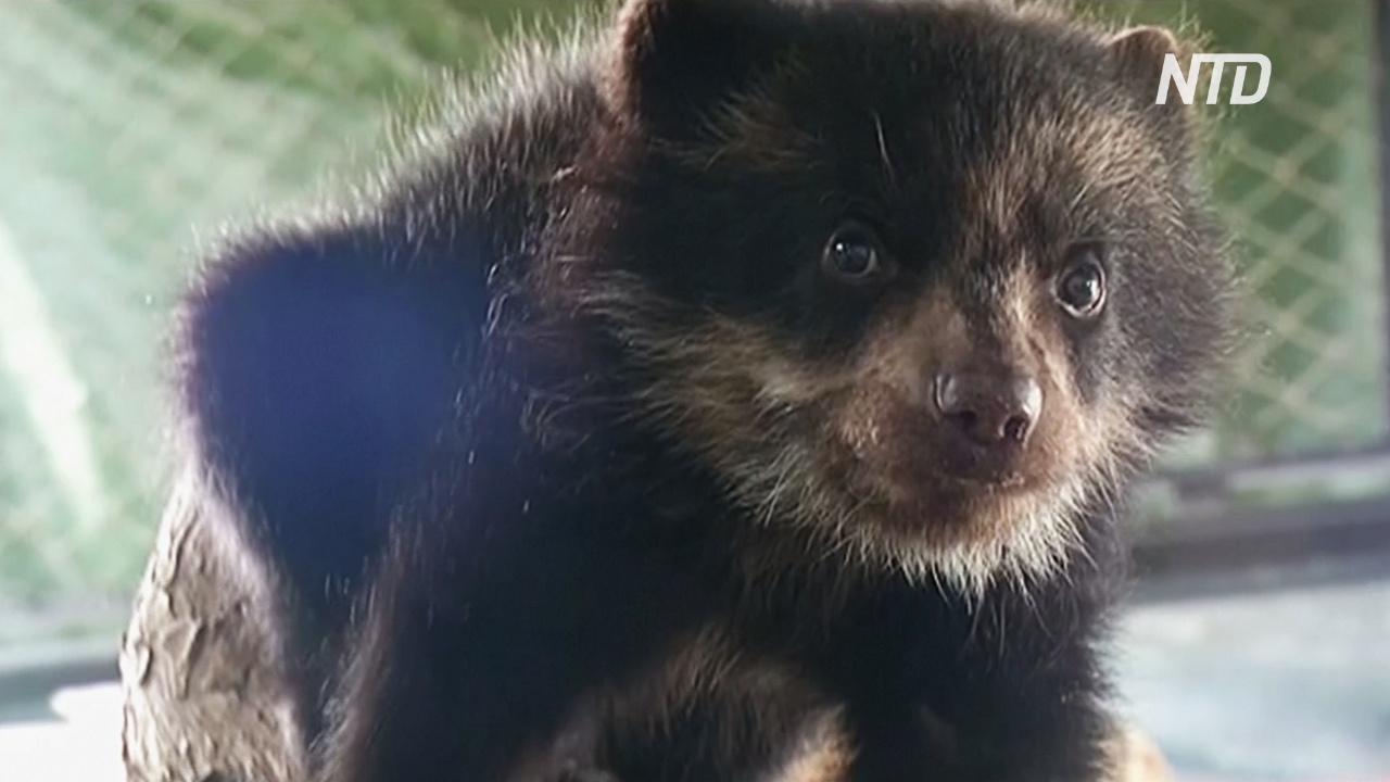Зоопарк в Перу приютил осиротевшего очкового медвежонка