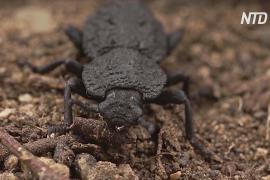 Поможет ли панцирь жука сделать стройматериалы крепче