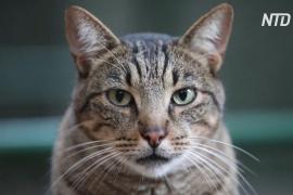 Кошачий приют в Барселоне из-за пандемии переполнен старыми кошками