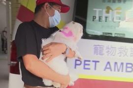 Ветеринарная скорая помощь спасает собак и кошек Гонконга