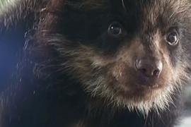 Осиротевшего очкового медвежонка приютили в зоопарке Перу