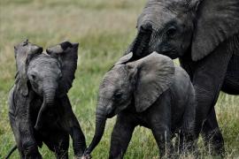 Рекордное число слонят родилось в кенийском заповеднике
