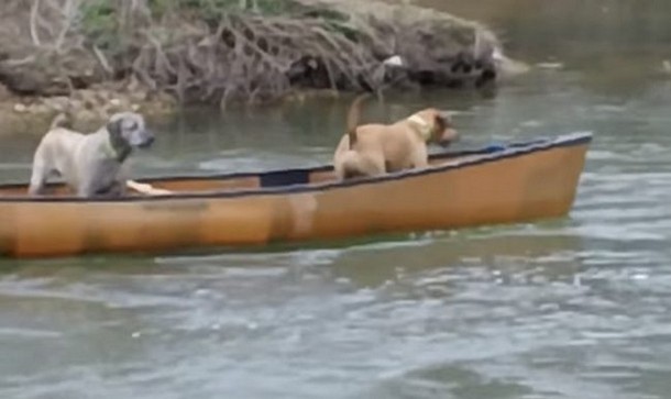 Как лабрадор спас лодку с двумя собаками