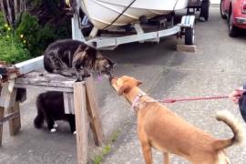 Как кошка защищала от собаки подругу-кошку