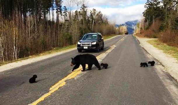 Как полицейский помог медведице и медвежатам