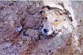 Собаку, которую закопали заживо, удалось спасти