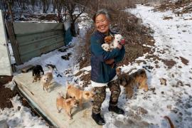 Женщина одна заботится о 200 собаках