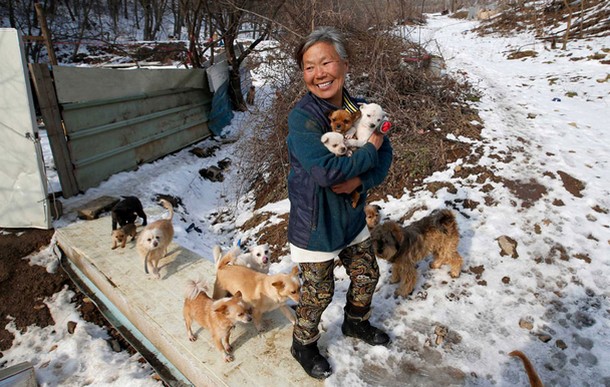 Женщина одна заботится о 200 собаках
