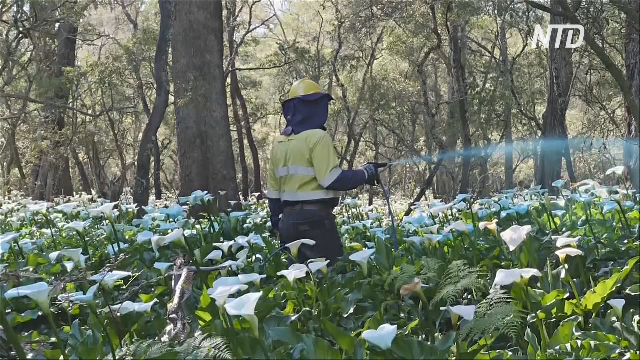 Ядовитые цветы захватывают территории западной Австралии