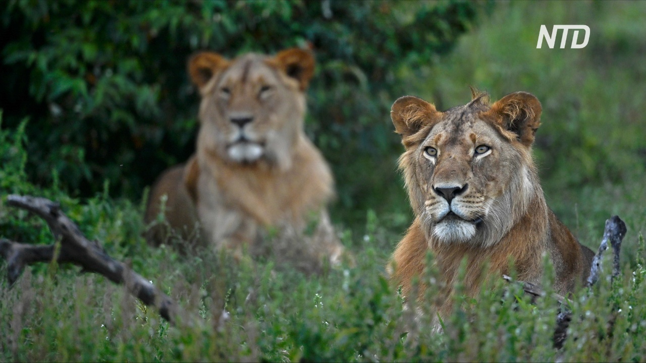 Воины масаи в Кении теперь не охотятся на львов, а охраняют их