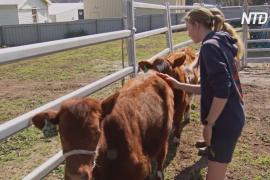 Животные на ферме учат детей производству еды и экономике
