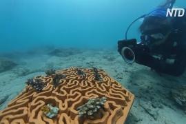 Глиняные плитки создают среду обитания для исчезающих кораллов