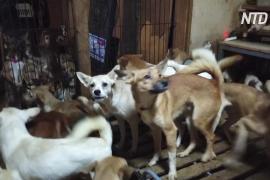 В Японии спасли более 160 собак, которых держали в тесноте и плохо кормили