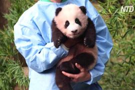 Первому в Южной Корее детёнышу панды дали имя