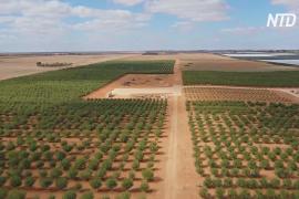 На ферме в Австралии высадили 4000 деревьев самоопыляющегося миндаля
