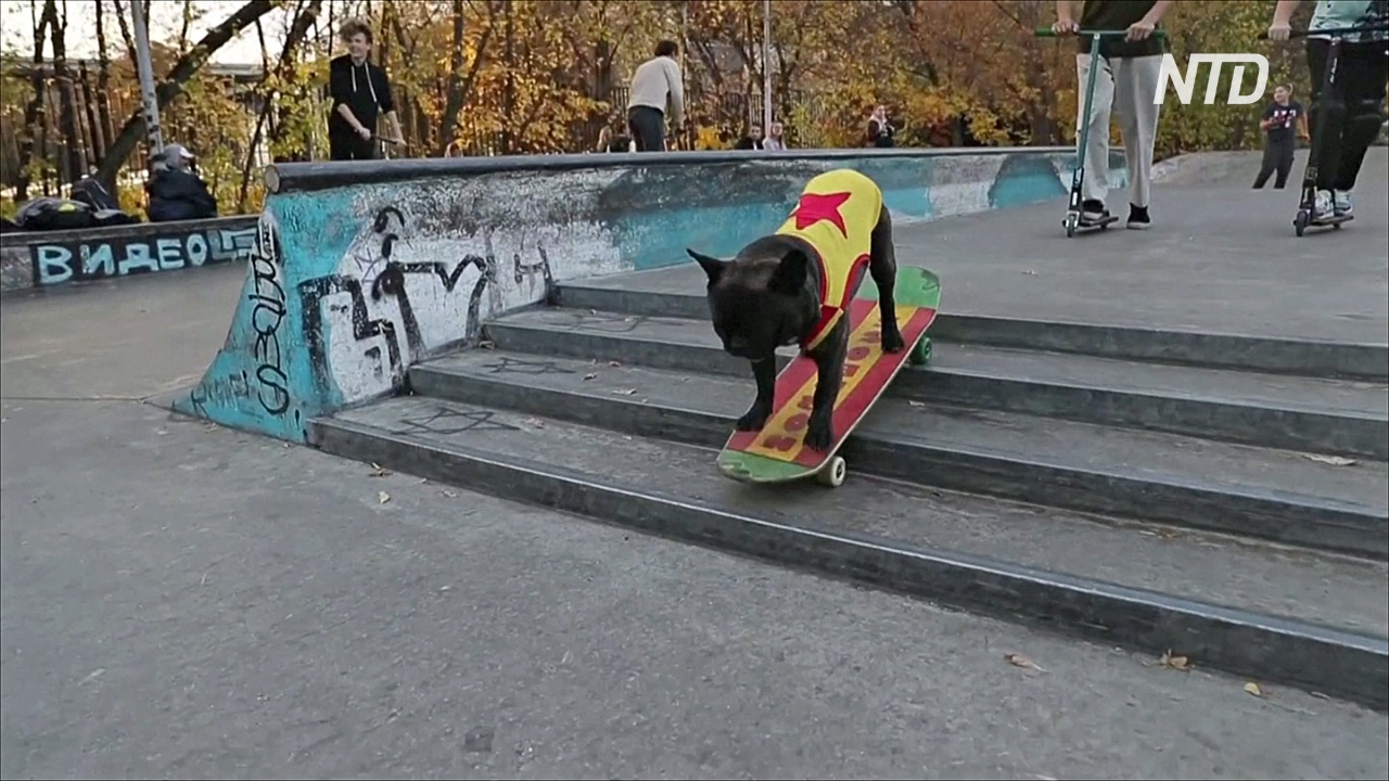 Французский бульдог Норд-босс стал завсегдатаем скейт-парка в Москве