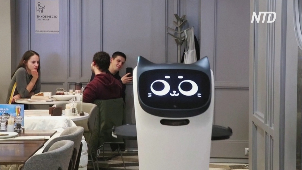 Робокот – новый помощник официанта сети кафе в Москве