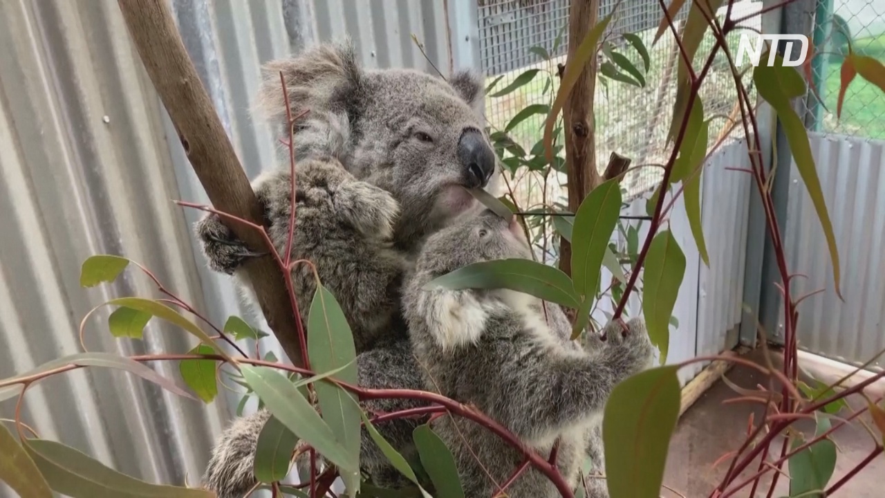 В Австралии пытаются спасти исчезающих коал