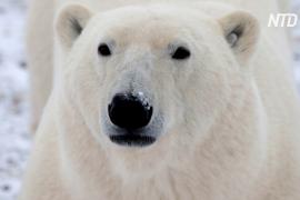 Предупреждать о приближении белых медведей будут радары