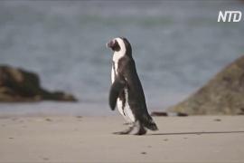 В ЮАР спасают популяцию очковых пингвинов, выращивая осиротевших птенцов