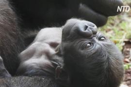 Детёныш редкой гориллы родился в испанском зоопарке