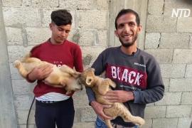 Житель Сектора Газа держит львят как домашних питомцев