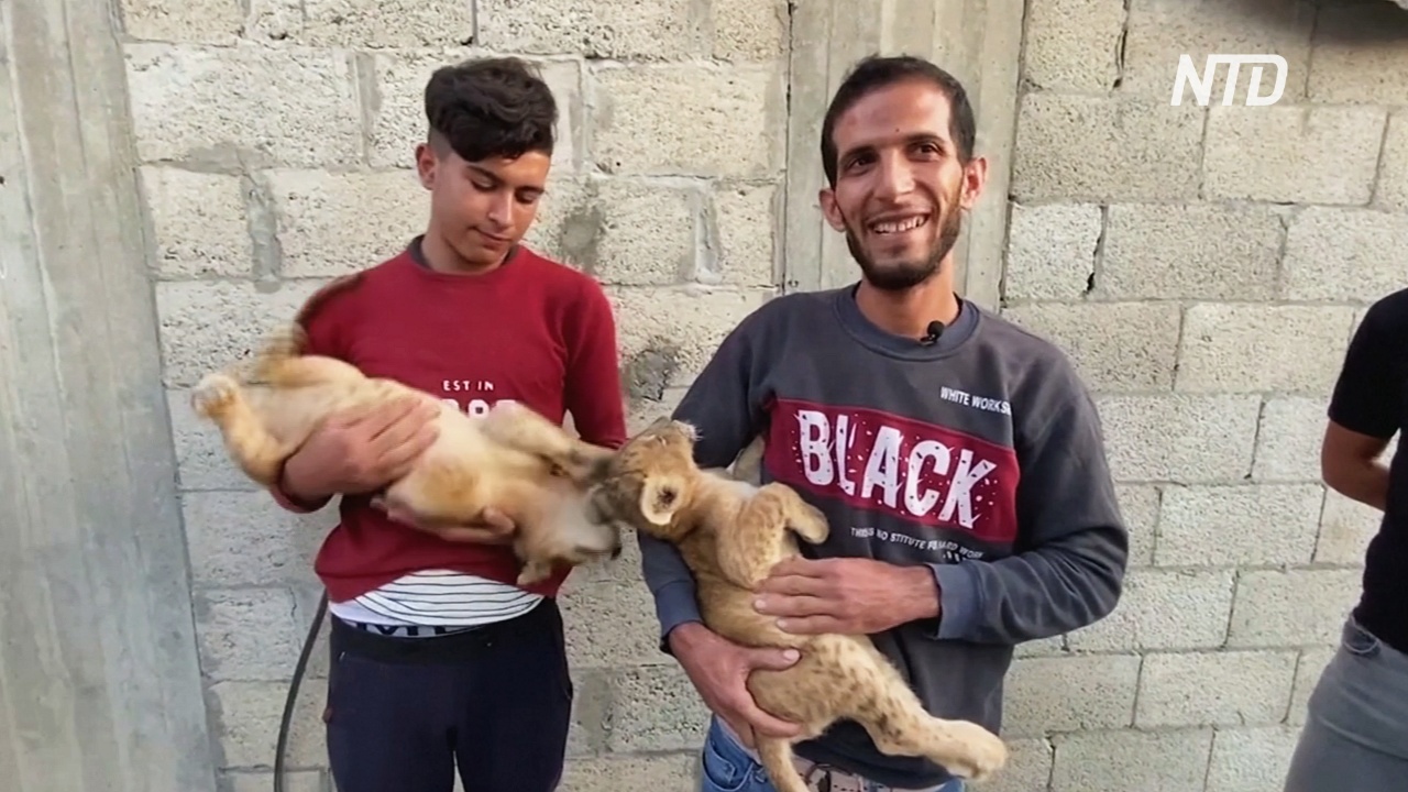 Житель Сектора Газа держит львят как домашних питомцев