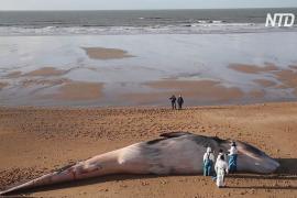 Морские биологи ищут причину гибели китов на западе Франции