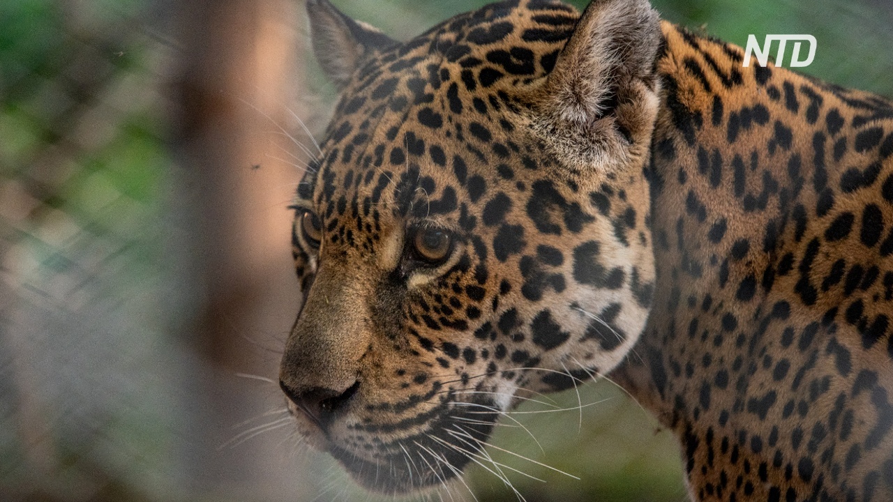 В Аргентине дикого ягуара скрестили с выращенным в неволе