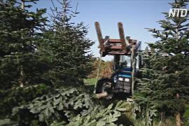 Производители рождественских деревьев Франции смотрят в будущее с оптимизмом