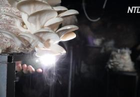 Вёшенковая ферма в пещере: житель Ирака нашёл подходящие условия для грибов