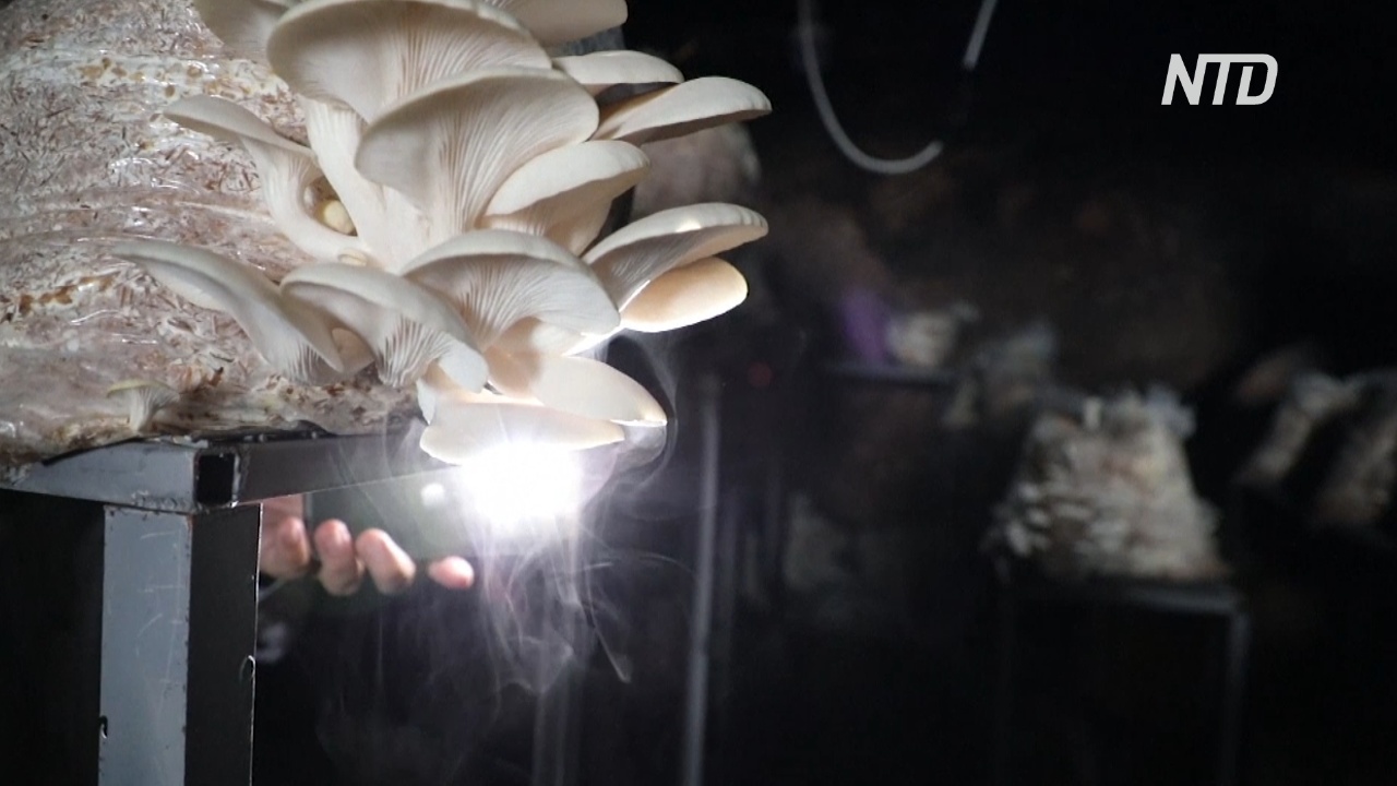 Вёшенковая ферма в пещере: житель Ирака нашёл подходящие условия для грибов