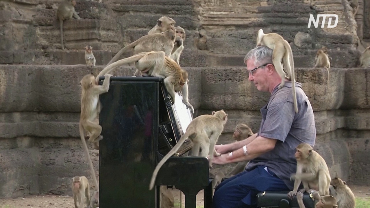 Британский пианист сыграл для сотен голодных обезьян в Таиланде