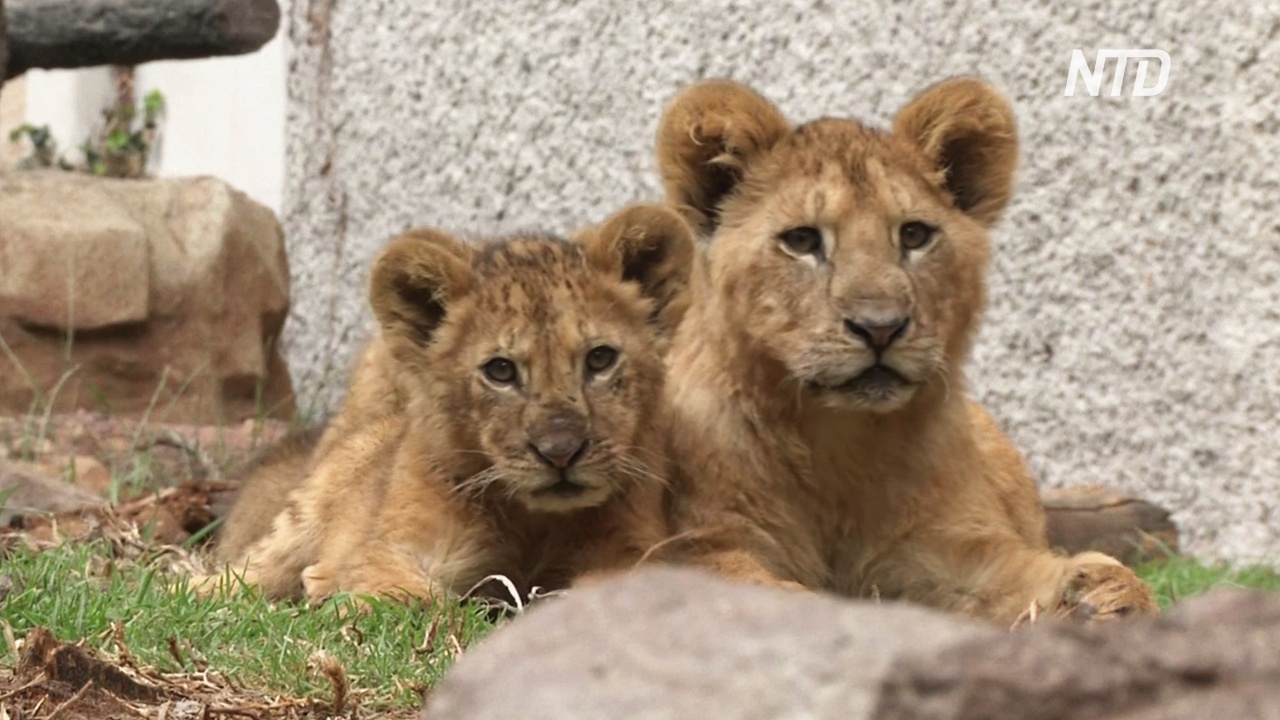 Плоды карантина: в мексиканском зоопарке родились пять львят