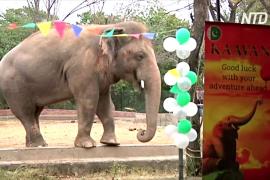 Самого одинокого слона в мире перевезут из Пакистана в заповедник Камбоджи