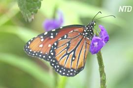 Почему бабочки хрупкие и жизнестойкие одновременно