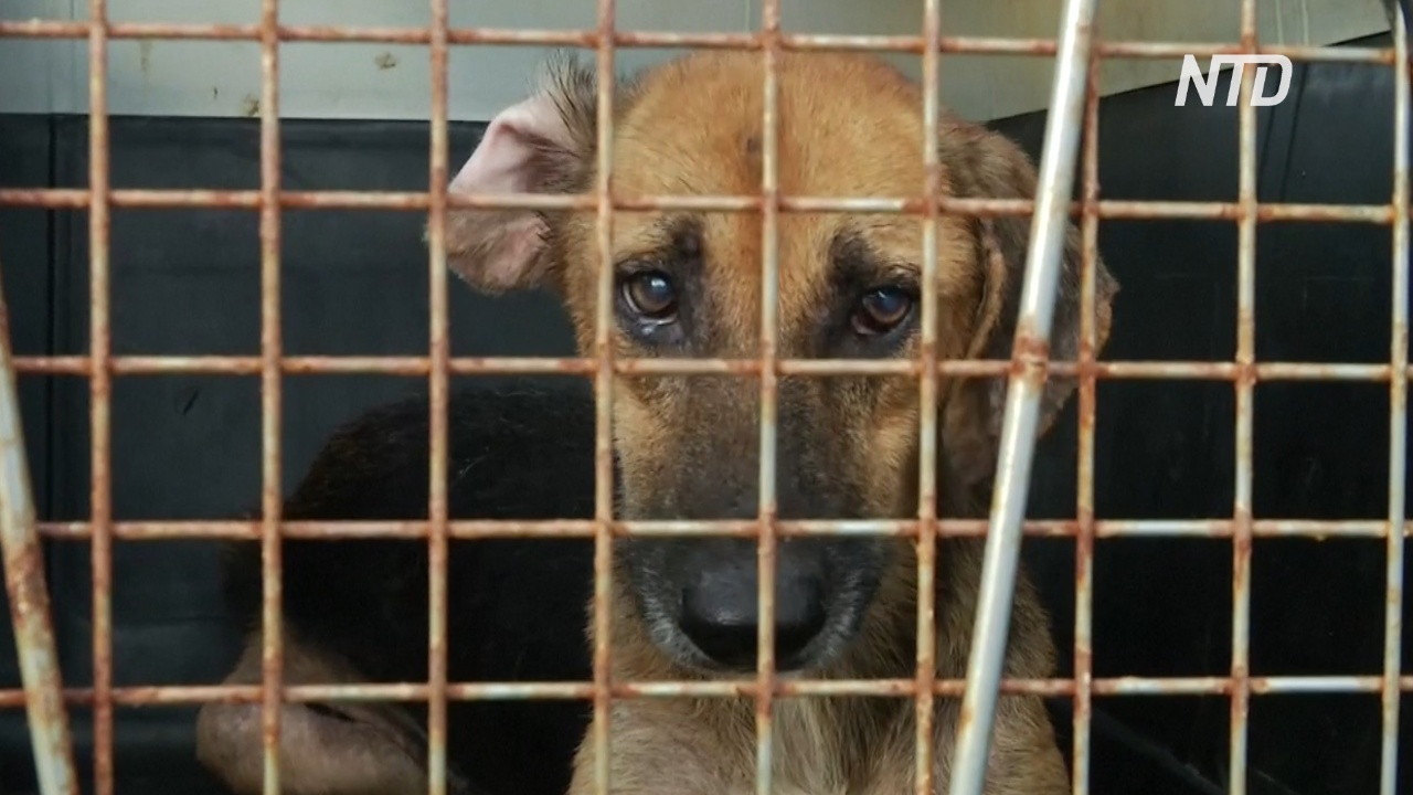 В Колумбии зоозащитники помогают собакам, пострадавшим во время урагана «Йота»