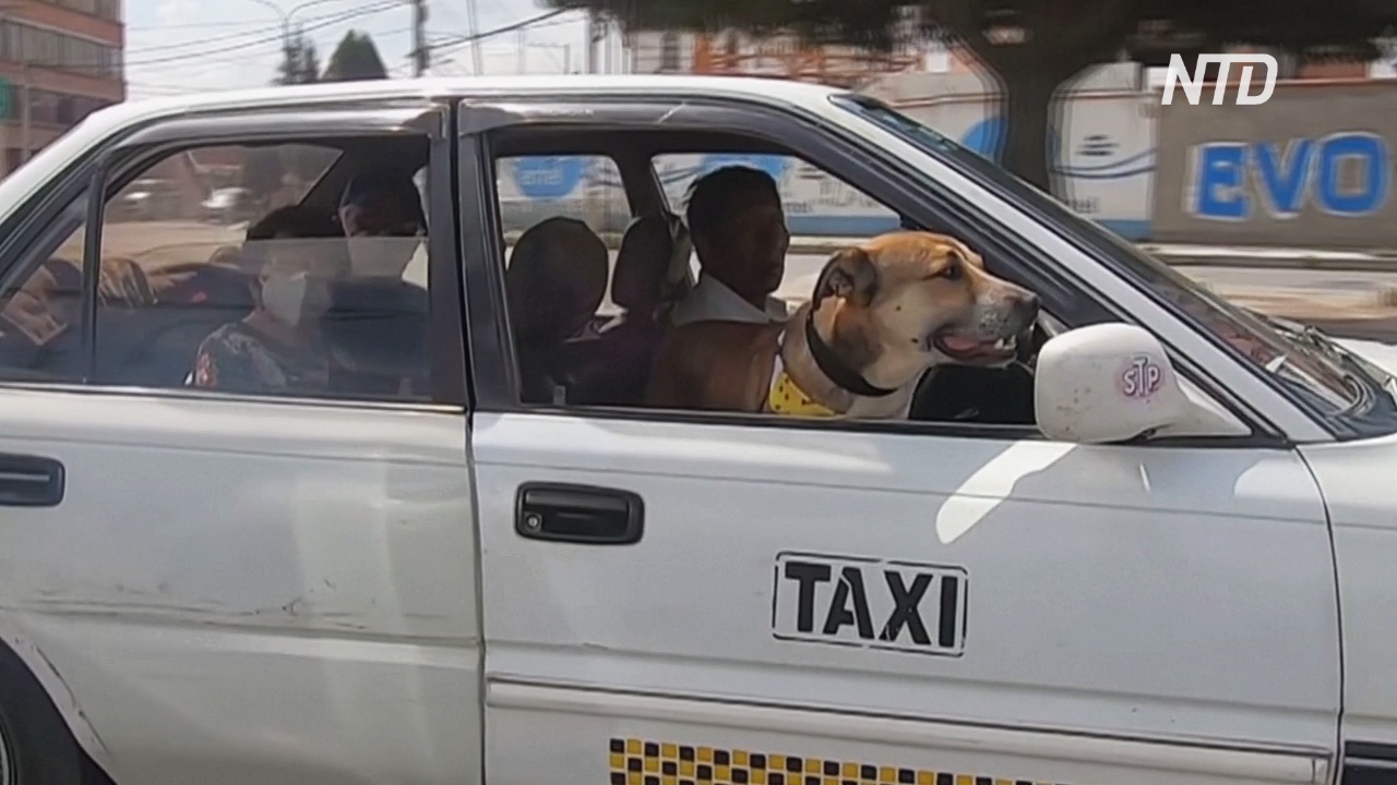 Призвание – штурман: бывший бездомный пёс работает в такси с новым хозяином
