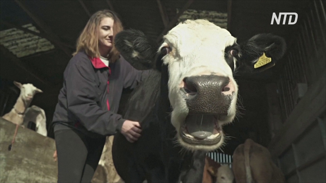 Поговорить с коровой: как на британских фермах помогают избавиться от стресса от карантина