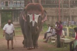 Индийская слониха прославилась благодаря модной стрижке