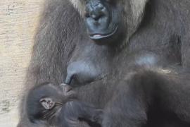 В испанском зоопарке приветствуют детёныша западной равнинной гориллы
