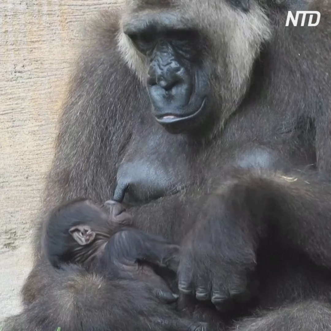В испанском зоопарке приветствуют детёныша западной равнинной гориллы