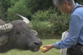 Жительница Гонконга 12 лет кормит и лечит буйволов на острове Лантау