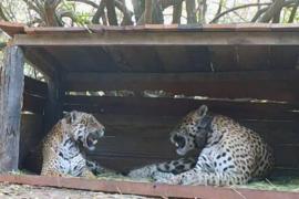 Беспрецедентный шаг: дикого ягуара скрестили с выращенным в неволе