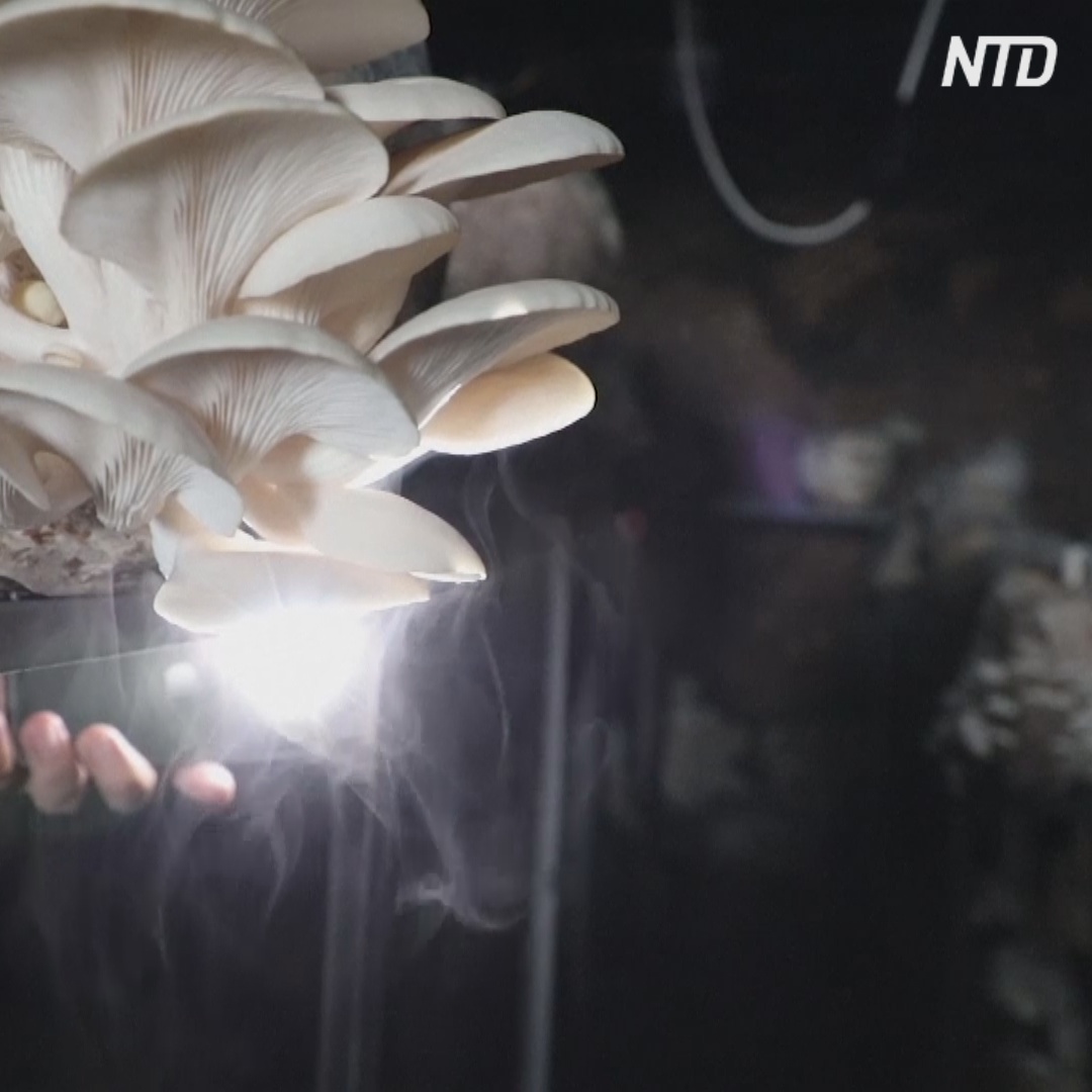 Прибыльный бизнес: житель Ирака выращивает вёшенки в пещере