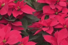 Цветущие пуансеттии – символ Рождества в Мексике